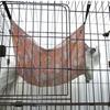Hanging Type Cat Swing Space Saving Canvas Pet Nest Cat Hammock Pet Hanging Basket Cat Sleep Bed
