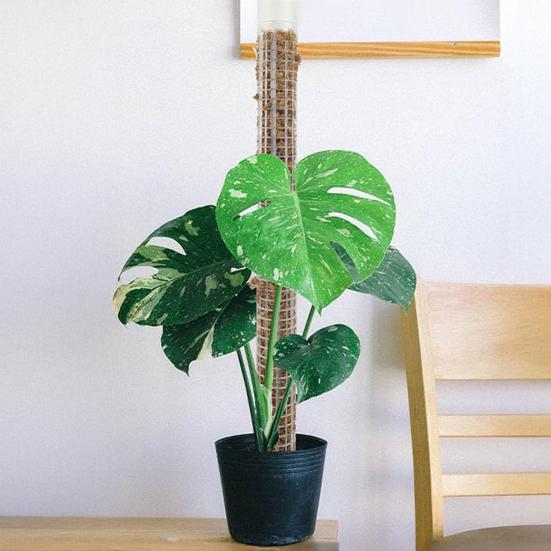 Self Watering Moss Pole Mesh Plant Support Pole Stackable Monstera Plant Support Plastic Moss Poles for Potted Climbing Plants