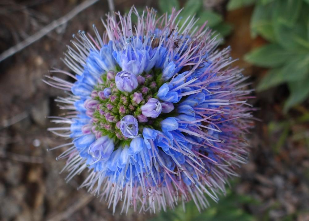 SAFLAX Гордость Мадейры - 100 семян - Echium fastuosa