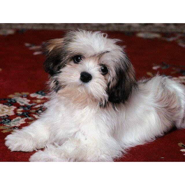 5D Diamond Painting Bird Animal DIY Diamond Embroidery Landscape Flower Full Round Cross Stitch