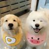 Adjustable Dog Drool Bib Large Breeds Goldendoodle Samoyed Anti-Drool Scarf Washable Pet Neck Wrap