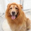 Шляпа для моделирования льва, парик для домашних животных, шапка для зимы и осени, большой головной убор для собак, моющиеся наряды для косплея домашних животных, костюм для домашних животных с гривой льва для вечеринок