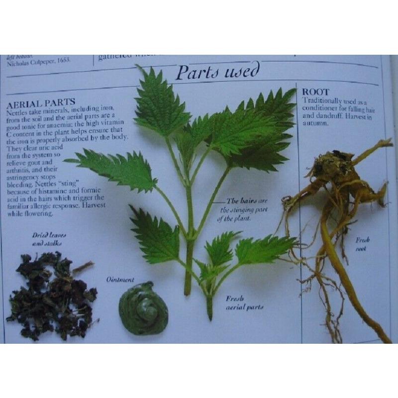 STINGING NETTLE LEAF WILDCRAFTED HERBAL TEA 100g Urtica Dioica DRIED HERB