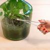 Long Scissors for Plants in Glass