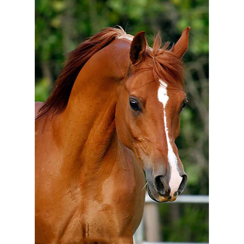 DIY лошадь 5D алмазная живопись полная круглая дрель животное Алмазная вышивка крестиком мозаика настенное искусство стразы домашний декор