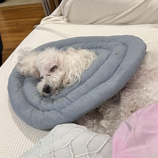 Собачий конус мягкий регулируемый воротник-пончик со шнурком альтернатива конусу для собак после операции для крупных средних маленьких собак и кошек