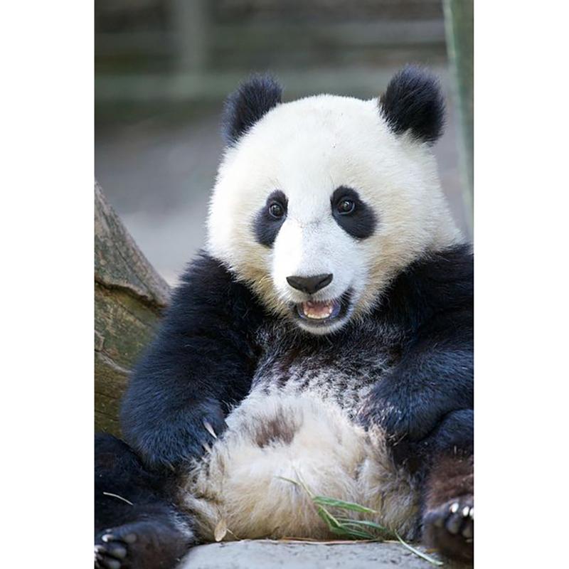 DIY Панда 5D алмазная живопись полная круглая дрель животное Алмазная вышивка крестиком мозаичные наборы настенное искусство домашний декор подарок