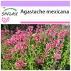 Иссоп мексиканский гигантский - 50 семян - Agastache mexicana