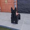 Independent Station Cross-border Garden Art Craft Ornaments: Dog & Cat Flower Pot and Planter