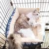 Кошачий домик, лежанка, коврик для клетки, утолщенный бархатный кошачий лежак, который можно связать и закрепить, зимнее теплое гнездо, мягкий, удобный, плюшевый, товары для животных
