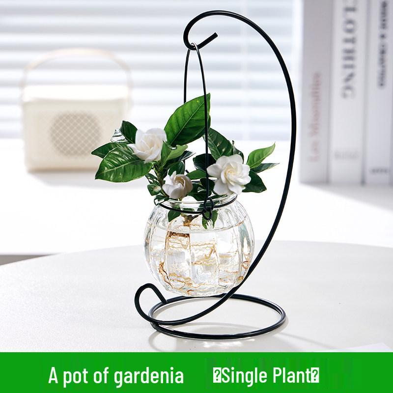 Indoor Desktop Murraya: Easy-Care Blooming Green Hydroponic Plants for Office & Living Room