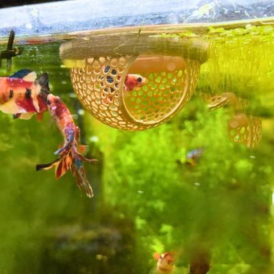 Убежище для рыбок Betta, напечатанное на 3D-принтере, плавающая пещера для аквариума Betta, гамак, кормушка для креветок, кольцо для кормления рыб для аквариумов с рыбками Betta или креветками