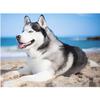 DIY 5D Алмазная картина Хаски Собака Полный круглый Алмазная мозаика Домашнее украшение Вышивка