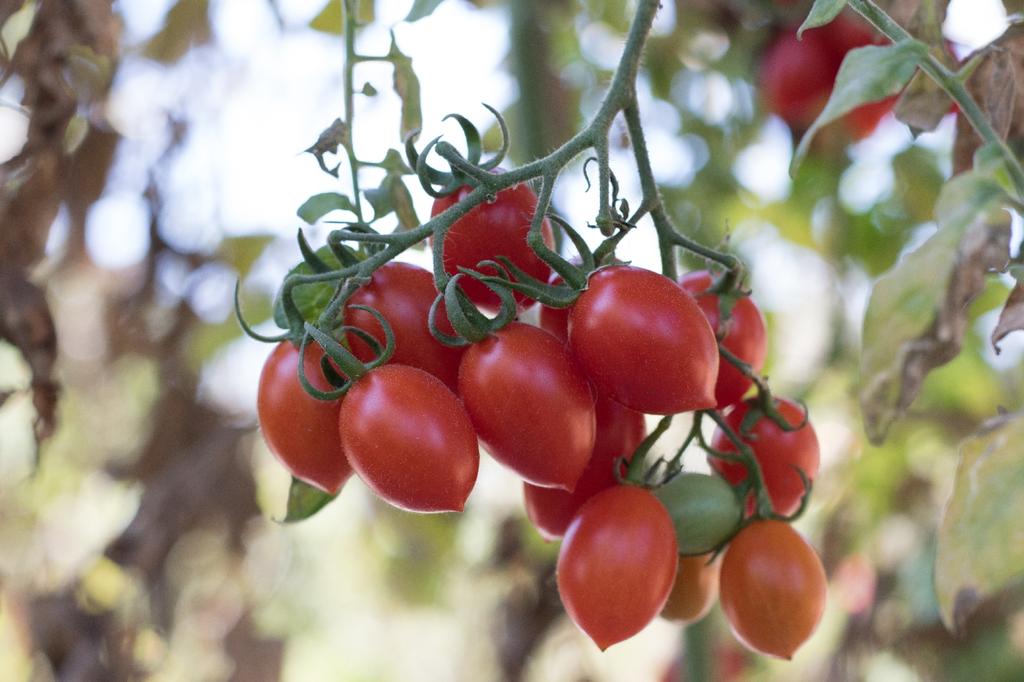 SAFLAX Garden in the Bag - Органический - Помидор - Рома - 15 семян - С субстратом в подходящем пакете - Solanum lycopersicum