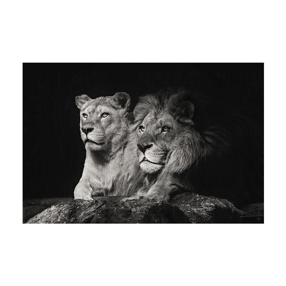 Тигр Леопард Голова Льва Животные Холст Стена Черно-белое Искусство В Темноте Поп Прохладное Искусство Современная Живопись Домашние Картины Украшения Плакаты Принты