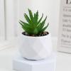 Evergreen Artificial Succulent Cactus Small Potted Plants Mini Bonsai Plants  Home