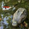 Crocodile Head Decoy Realistic Floating Crocodile Head Scare Ducks Herons Garden Ornaments Resin Outdoor Statue for Pools Pond
