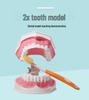 Детская модель зубов для обучения чистке зубов – съемные нижние зубы, размер 2x для обучения в детском саду