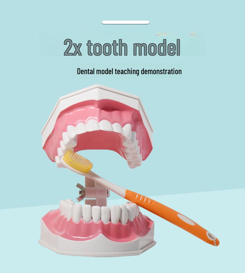 Детская модель зубов для обучения чистке зубов – съемные нижние зубы, размер 2x для обучения в детском саду