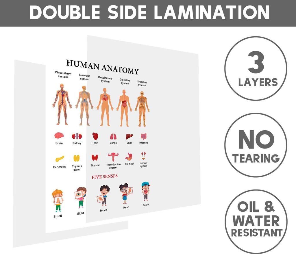 Traceease Educational Poster For Elementary School, Pack Of 25 Large 11 X 17 Inches Laminated Kids Learning Posters