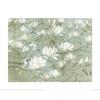 Diane Demirci White Magnolia Print