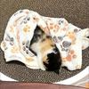 Теплое одеяло для домашних кошек Осень Зима Уютное Утолщенное Флисовое Одеяло с Отпечатками Лап Котенка Подстилка для Кровати для Маленьких Средних Больших Кошек Собаки Чихуахуа Принадлежности