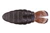 OSP Мягкая приманка Dolive SS Gill 3,6 дюйма W-003 (3648)