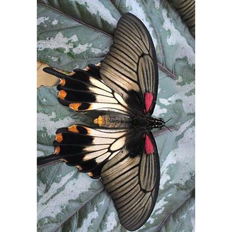 DIY Diamond Embroidery 5D Diamond Painting Butterfly Diamond Mosaic Cross Stitch Kits Rhinestones Wall Art Home Decor Gift