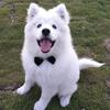 Lovely Pet Accessories Tuxedo Bowtie Dog Necktie Bow Tie Collar Formal Tie Pet Bow Tie