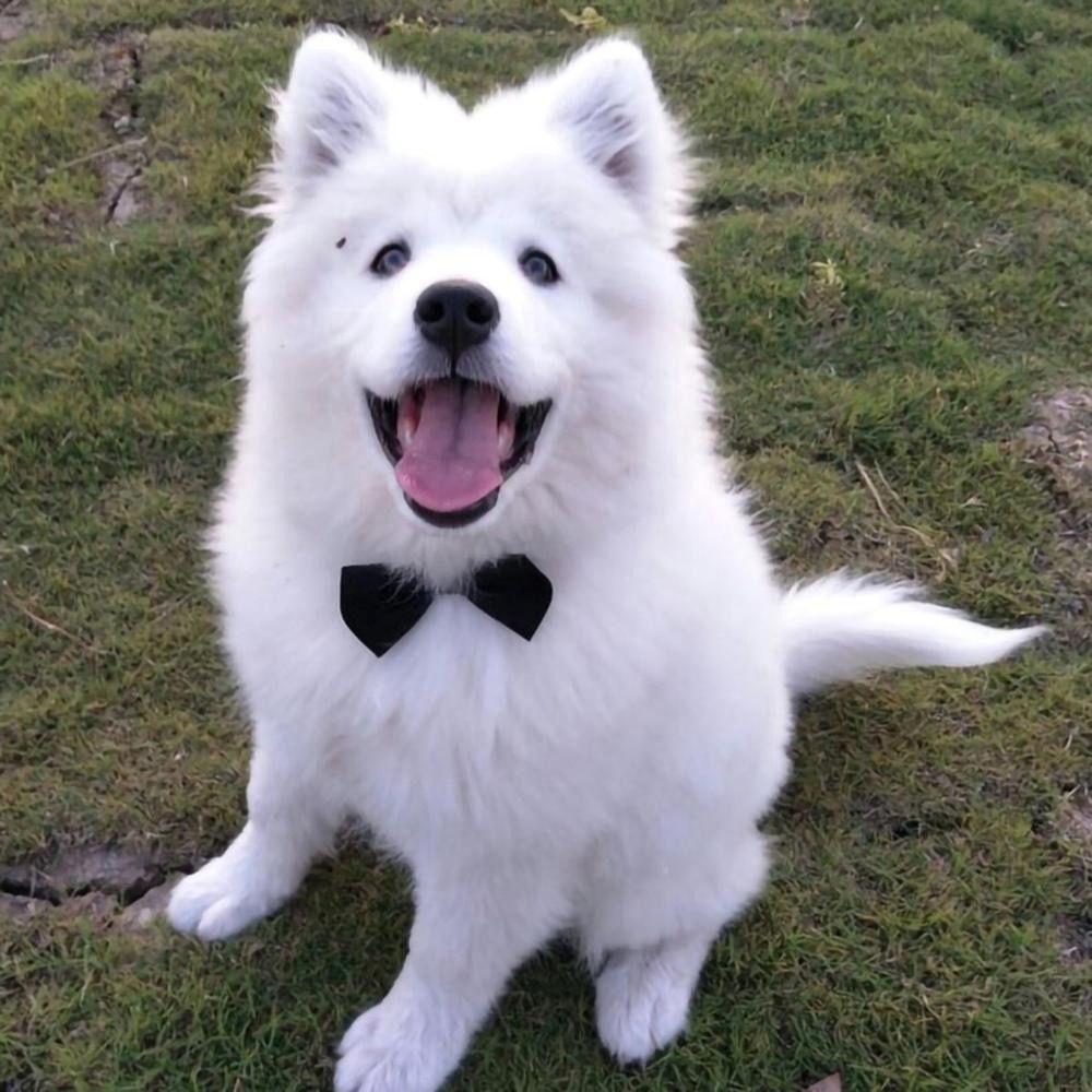 Lovely Pet Accessories Tuxedo Bowtie Dog Necktie Bow Tie Collar Formal Tie Pet Bow Tie