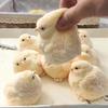 5 шт. Реалистичная плюшевая игрушка-курица, сжимаемая, тянущаяся, кремовая глина, сенсорная, мягкая, пищевого качества, игрушка для снятия стресса для взрослых