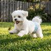Absorbent Layer Dog Diaper Single-use Dog Pads Anti Slip Dog Whelping Pad  Road Trip Use