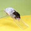 Hamster Climbing Accessory for Cage Decor And Small Animal Bridge