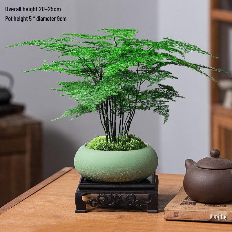 Asparagus Fern Indoor Bonsai – Easy-Care Evergreen for Home or Office Decor