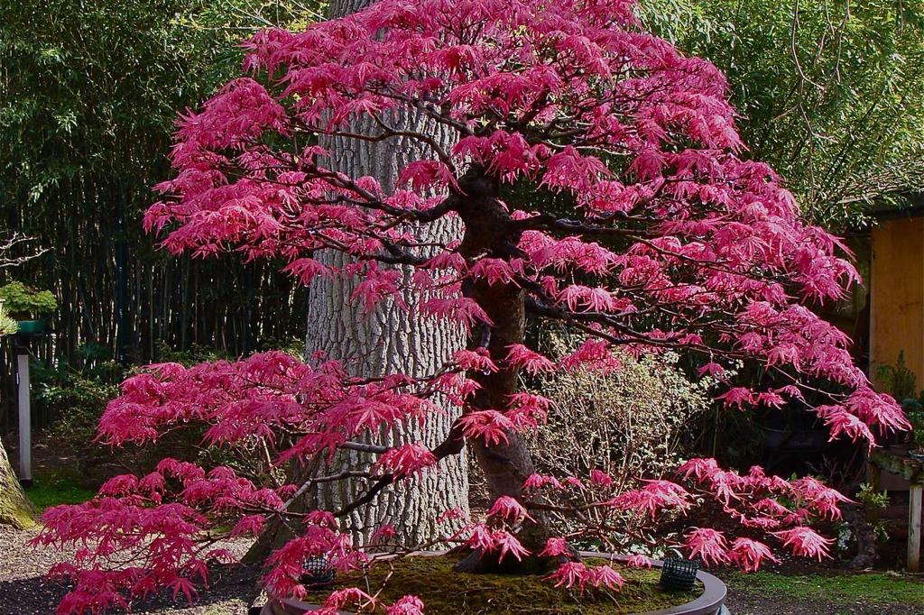 SAFLAX Garden in the Bag - Бонсай - Красный японский клен - 20 семян - С субстратом в подходящем мешке - Acer palmatum