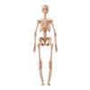 3D Human Body Torso Model For Kid, Anatomy, Skeleton, Removable, Simulation, Organ And Skeleton, Detachable Bone Body Models New