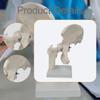 Hip Joint Model White Practical Accessory Teaching Equipment for Science Classroom Office