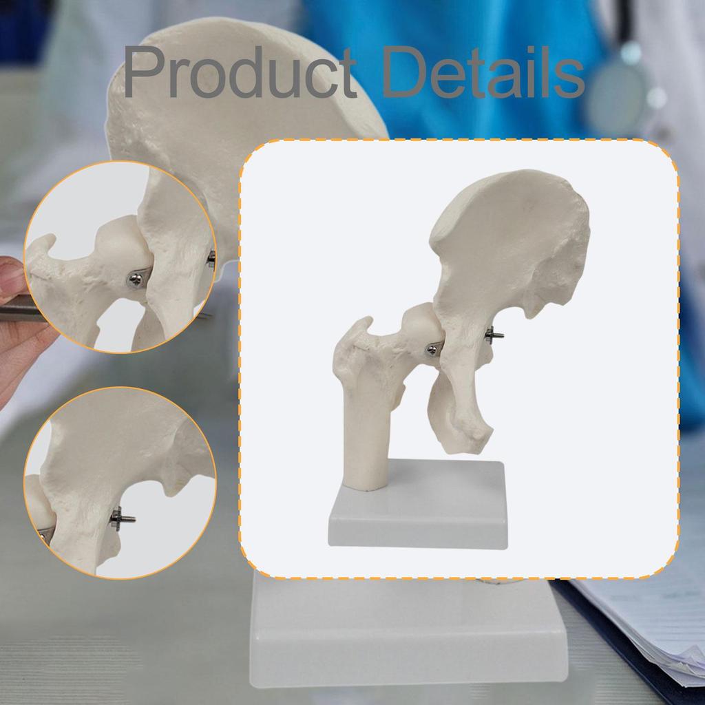 Hip Joint Model White Practical Accessory Teaching Equipment for Science Classroom Office