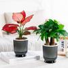 Creative Self Watering Hydroponic Plants Pot Plastic Removable Mini Succulent Planter Tabletop Vase Flowerpot