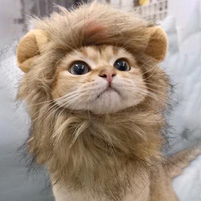 Костюм кошки, милый парик с гривой льва, шляпа для косплея, кепка, наряд для щенка, котенка, украшения для рождественской вечеринки на Хэллоуин