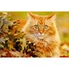 Алмазная картина Имбирный кот Цветок Домашний декор Дрель Смола Алмазная вышивка Цветы