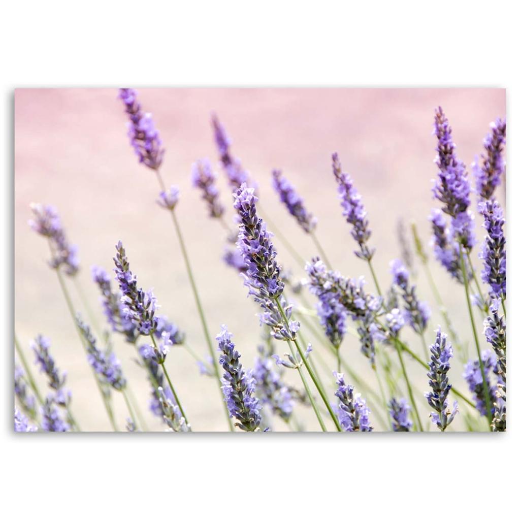 Canvas print, Lavender flowers