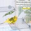 Parrot Toys & Accessories: Budgie Stand with Stainless Steel Net, Platform, and Ladder