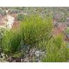 Somlata - Soma - Ephedra Vulgaris - Ephedra Gerardiana - (100 GM)