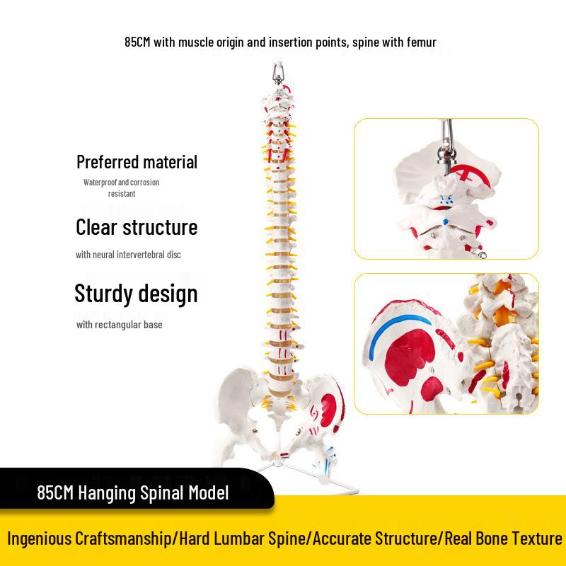 Взрослый 1:1 Модель позвоночника человека для хиропрактики - Шейный, Поясничный, и Демонстрация скелета
