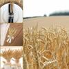 50pcs Rustic Dried Wheat Stalks Natural Dried Flowers Dry Wheat Spikes  Holiday Festival Decoration