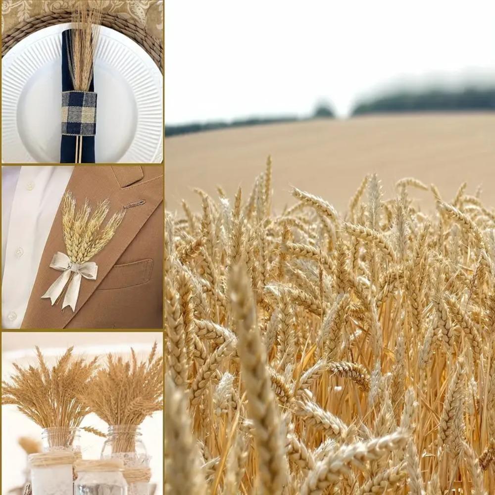 50pcs Rustic Dried Wheat Stalks Natural Dried Flowers Dry Wheat Spikes Holiday Festival Decoration