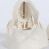 Шапочка Модель человеческой головы Удобная Анатомическая Голова Череп Модель черепа Учебные принадлежности