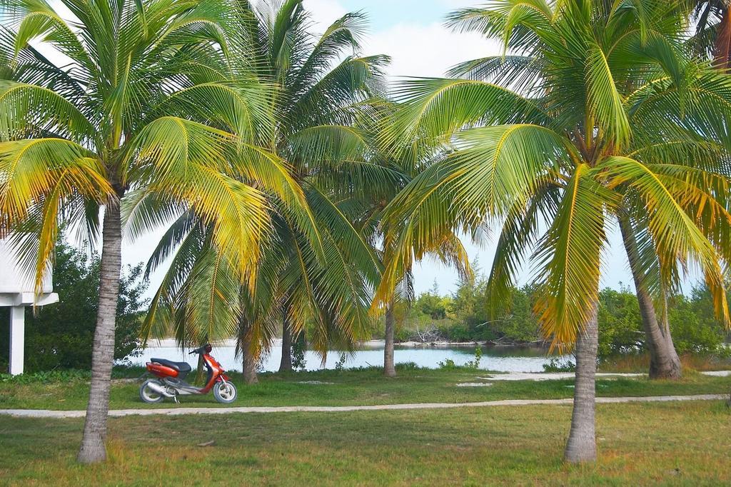 SAFLAX Cuban Royal Palm - 8 семян - С горшечным субстратом для лучшего выращивания - Roystonia regia