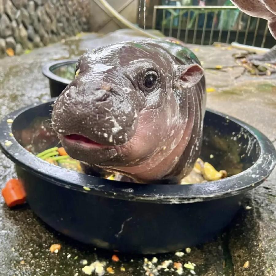 Moo Deng Tiny Baby Hippo Star Thailand Cute Pygmy Hippo Unisex Men Women Kid T-Shirt Sport Print Short Sleeve Round Neck